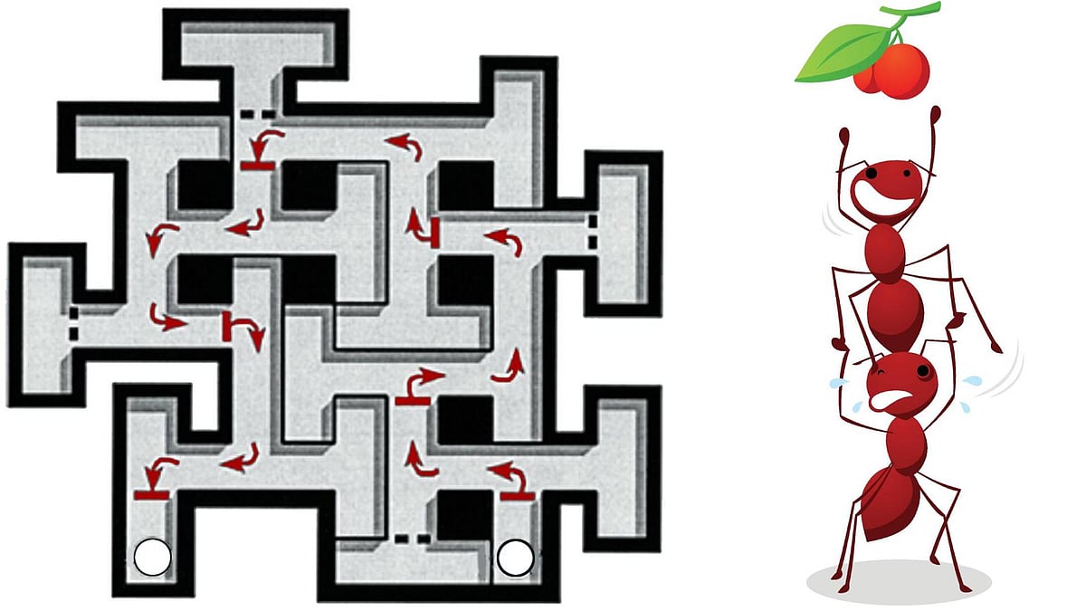 ಇರುವೆಗಳಲ್ಲಿ ಇರುವ ಸಹಕಾರದ ಸಹಿ