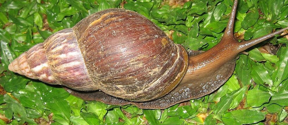 ರಾಮನಗರ: ಹಿಪ್ಪುನೇರಳೆಗೆ ಬಸವನ ಹುಳು ಬಾಧೆ