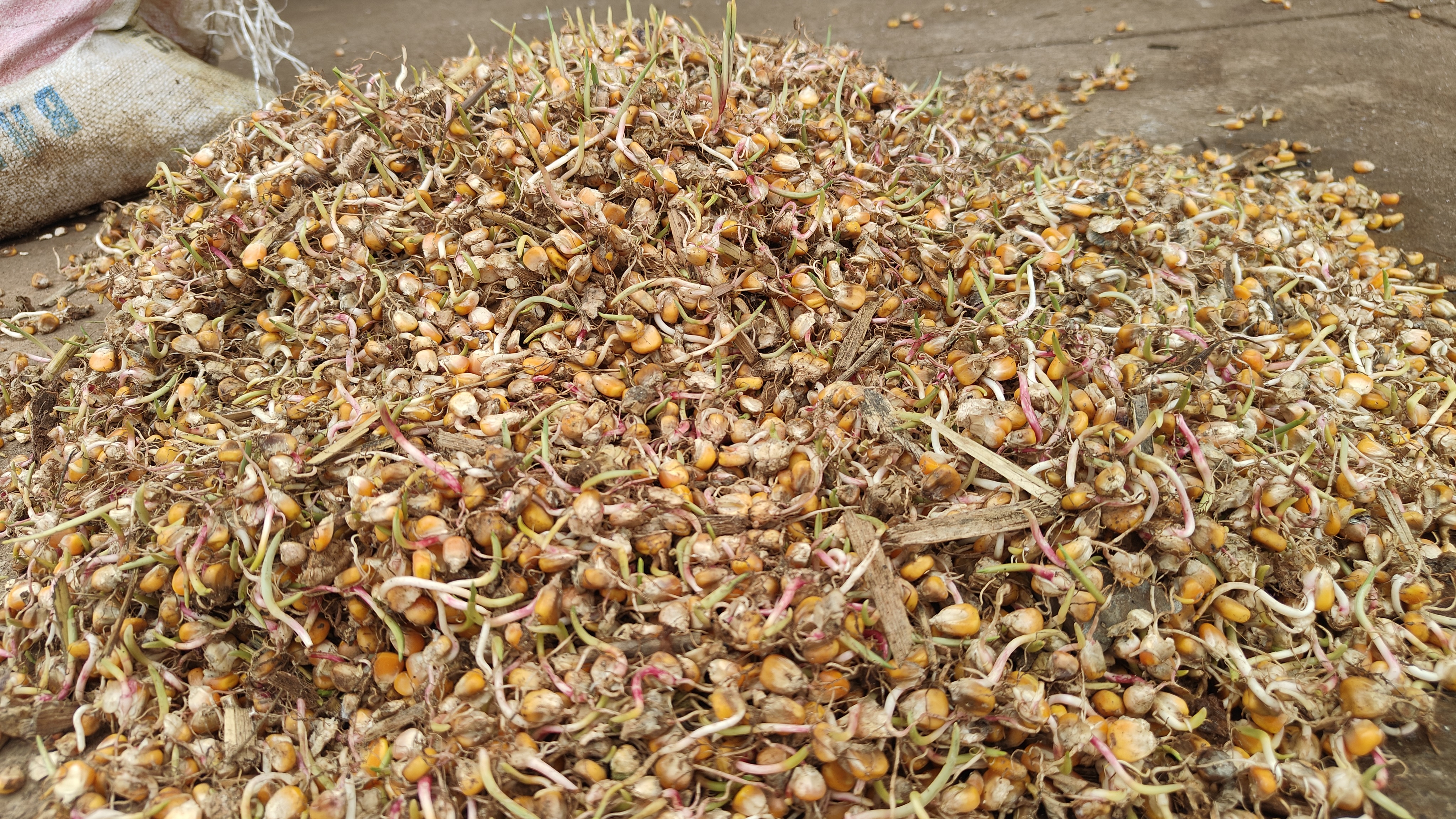 ಹಾವೇರಿ ಜಿಲ್ಲೆಯ ಸವಣೂರು ಎಪಿಎಂಸಿಯಲ್ಲಿ ಒಣಗಲು ಹಾಕಿದ್ದ ಮೆಕ್ಕೆಜೋಳದ ಕಾಳುಗಳು ಮಳೆಯಿಂದಾಗಿ ಮೊಳಕೆಯೊಡೆದಿರುವುದು