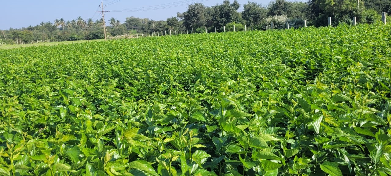 ಹಿಪ್ಪು ನೇರಳೆ ಸೊಪ್ಪಿನ ತೋಟ