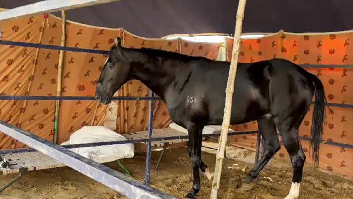 ರಾಜಸ್ಥಾನ: ಪುಷ್ಕರ್ ಜಾನುವಾರು ಮೇಳದಲ್ಲಿ ಕೋಟಿ ಬೆಲೆಬಾಳುವ ಕುದುರೆ, ಎಮ್ಮೆ 