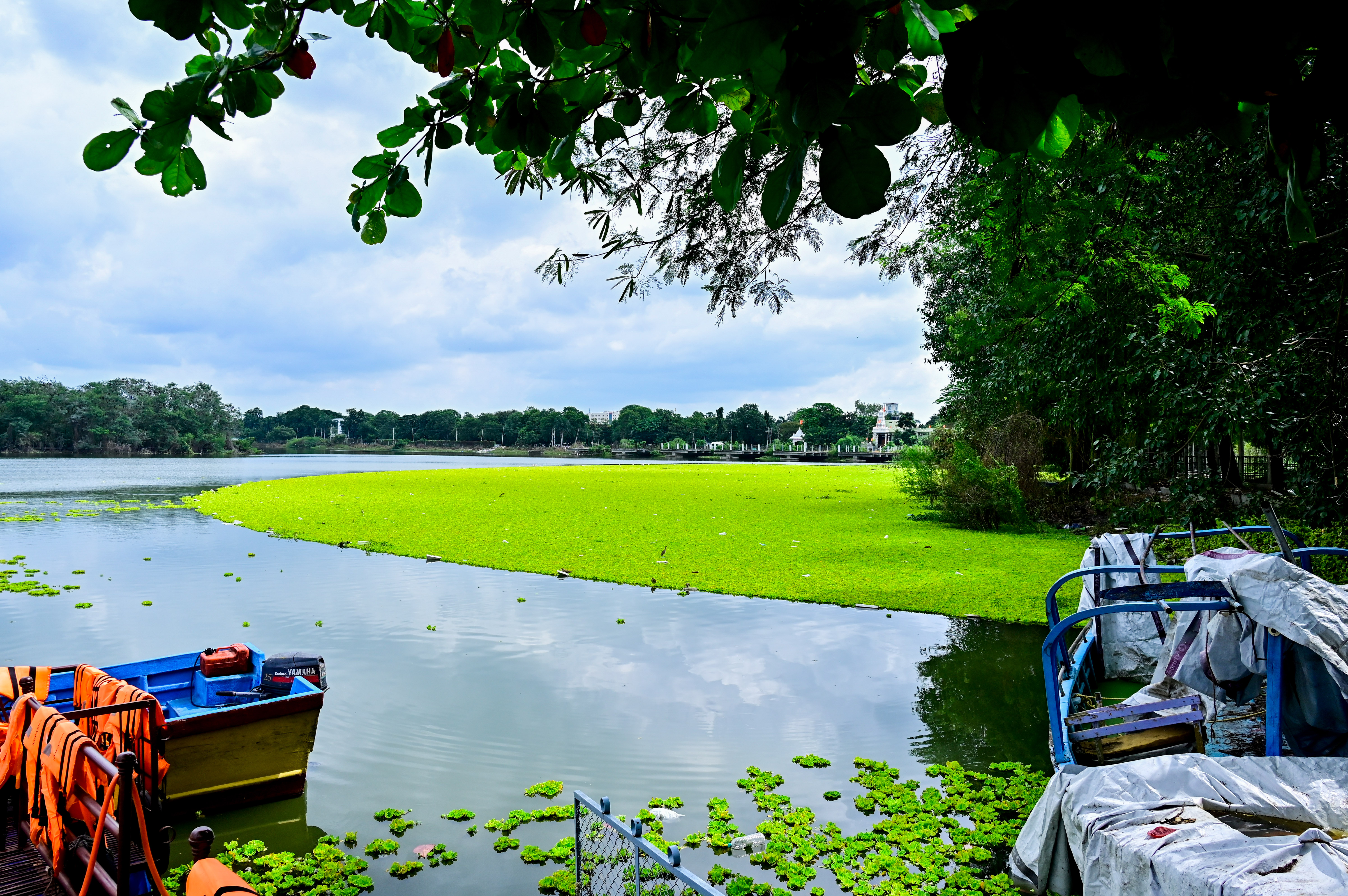ಕಲಬುರಗಿ ನಗರದ ಶರಣಬಸವೇಶ್ವರ ಕೆರೆಯನ್ನು ಜಲಕಳೆ (ಅಂತರಗಂಗೆ) ಆವರಿಸಿರುವುದು ಪ್ರಜಾವಾಣಿ ಚಿತ್ರ: ತಾಜುದ್ದೀನ್‌ ಆಜಾದ್‌