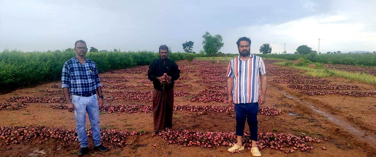ಕುರುಗೋಡು | ಅಕಾಲಿಕ ಮಳೆ: ರೈತರ ಕಣ್ಣಲ್ಲಿ ನೀರು ತರಿಸಿದ ಈರುಳ್ಳಿ
