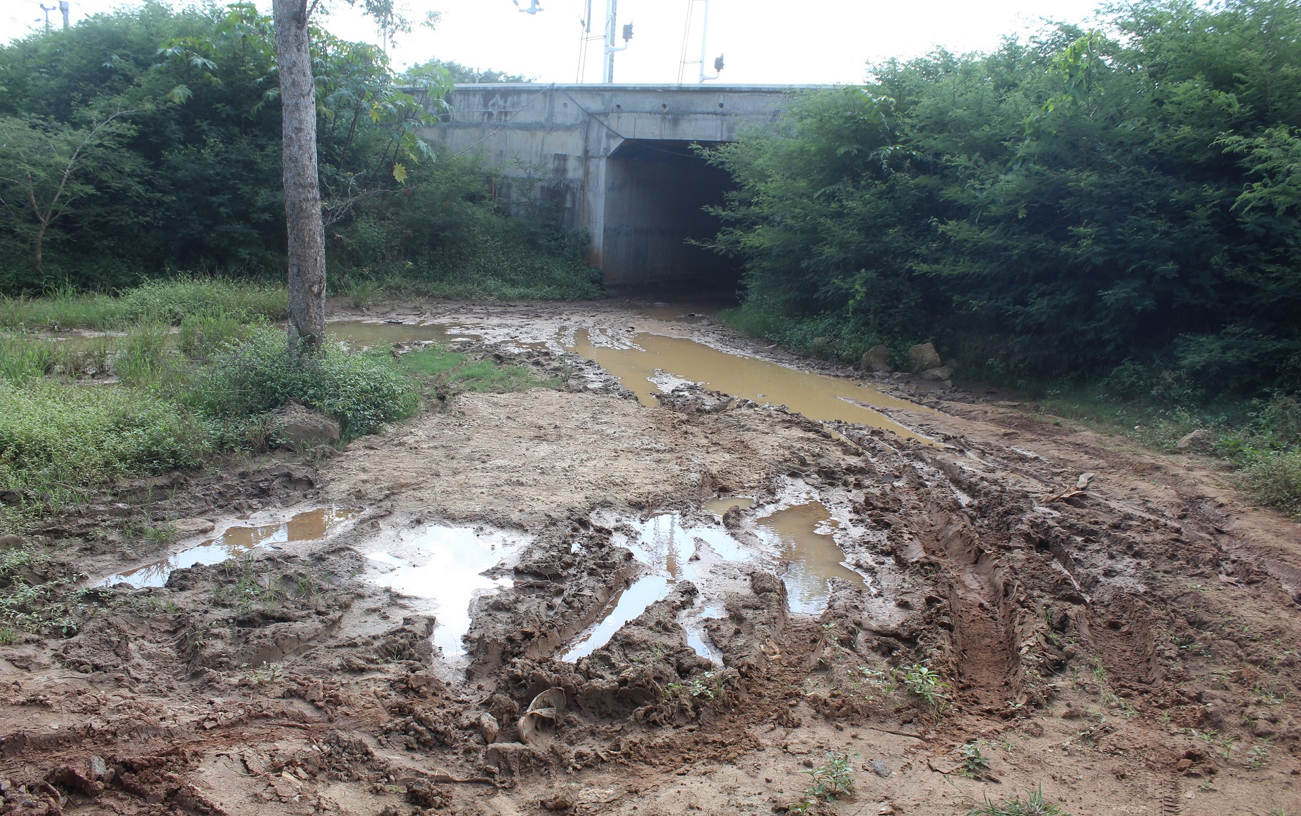 ರೈಲ್ವೆ ಅಂಡರ್‌ ಪಾಸ್‌ ಕೆಸರು ಗದ್ದೆಯಾಗಿರುವುದು