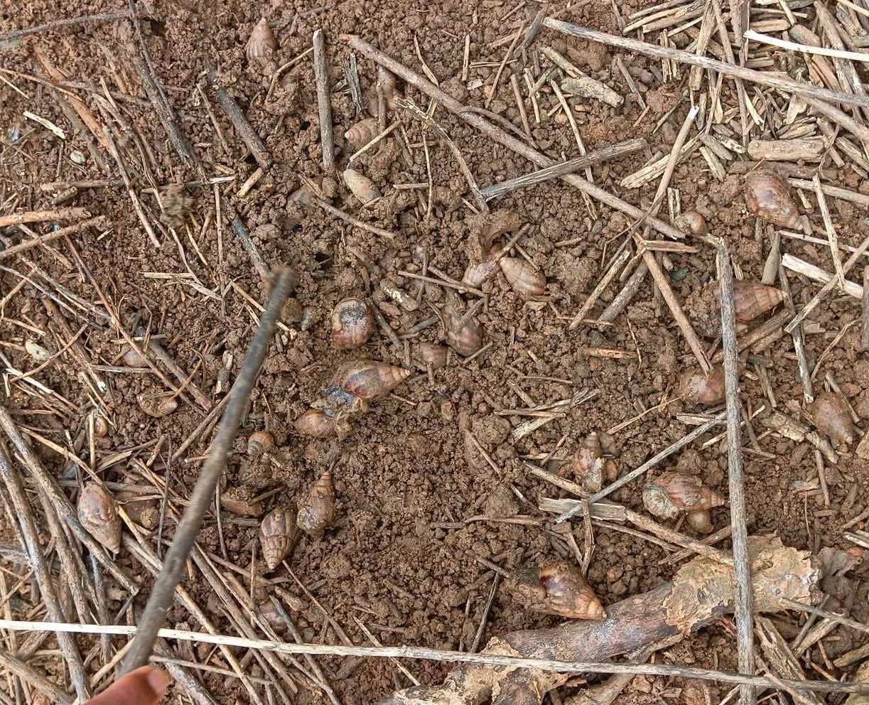 ಶೀತದ ನೆಲದಲ್ಲಿ ನೆಲೆ ಕಂಡುಕೊಂಡಿರುವ ಬಸವನ ಹುಳುಗಳು