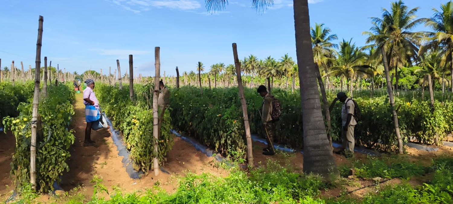 ಬಿಆರ್‌ಟಿ ಹುಲಿ ಸಂರಕ್ಷಿತ ಪ್ರದೇಶ ವ್ಯಾಪ್ತಿಯ ಕಲ್ಪುರ ಗ್ರಾಮದ ಸಮೀಪದ ಜಮೀನಿನಲ್ಲಿ ಟೊಮೆಟೊ ಕಟಾವು ಮಾಡಲು ರೈತರಿಗೆ ಭದ್ರತೆ ನೀಡುತ್ತಿರುವ ಅರಣ್ಯ ಇಲಾಖೆ ಸಿಬ್ಬಂದಿ