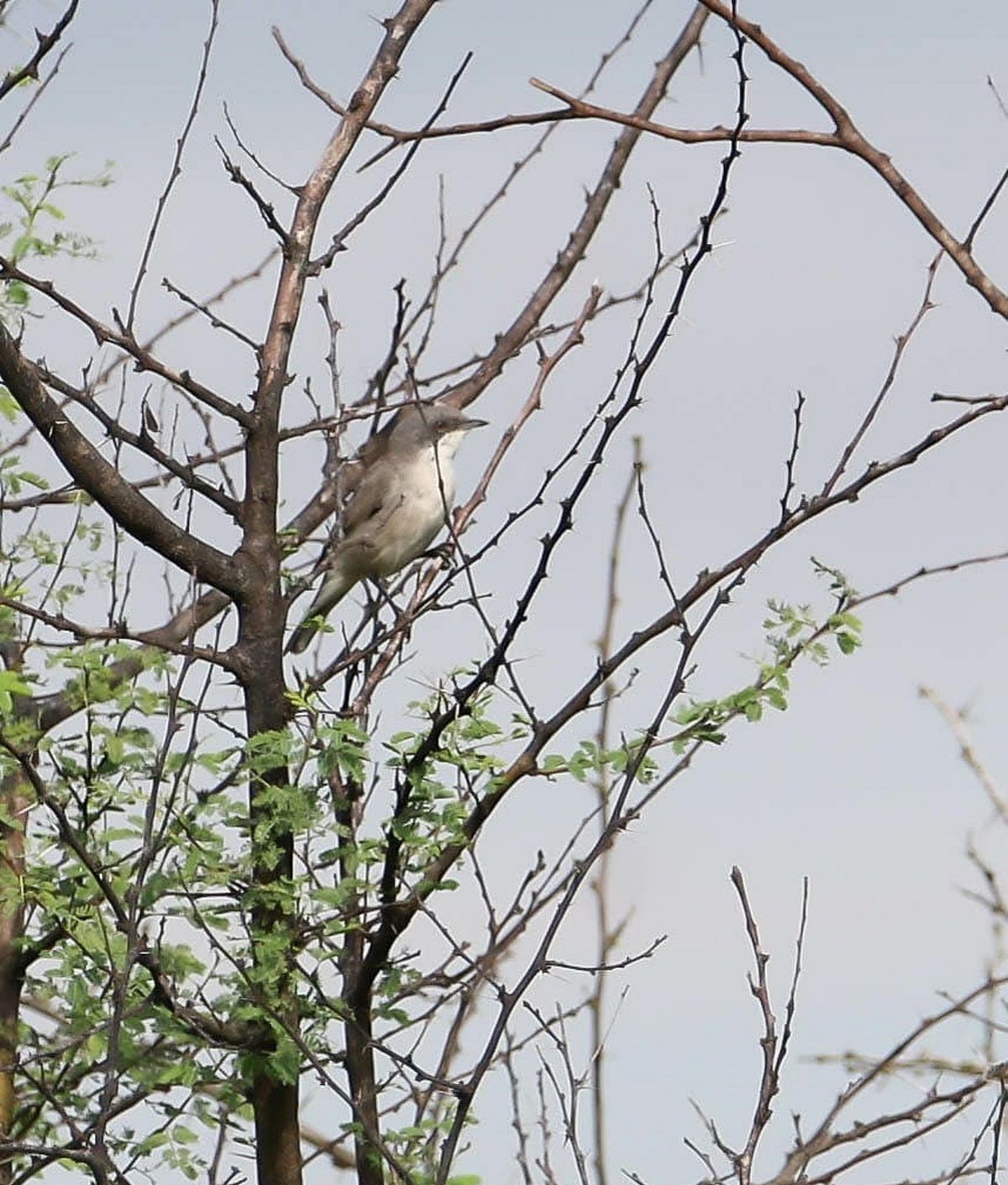 ವಲಗಮಾದಿ ಬೆಟ್ಟದಲ್ಲಿ ಯುರೋಪ್‌ ಹಕ್ಕಿ ಪ್ರತ್ಯಕ್ಷ