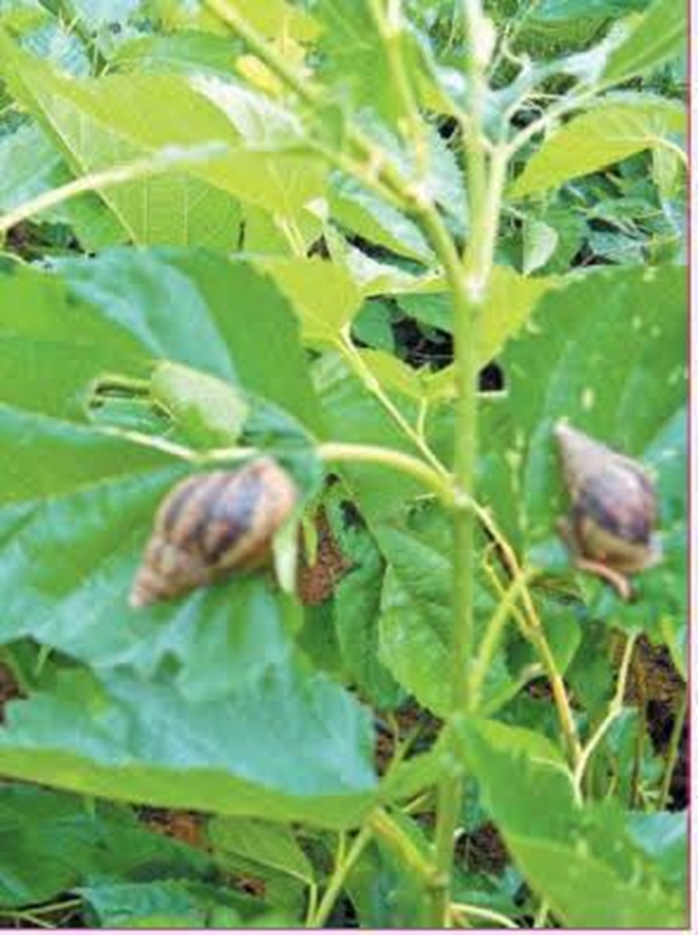 ಹಿಪ್ಪುನೇರಳೆ ಬೆಳೆಯ ಮೇಲೇರಿ ಎಲೆಗಳನ್ನು ತಿನ್ನುವ ಬಸವನ ಹುಳು