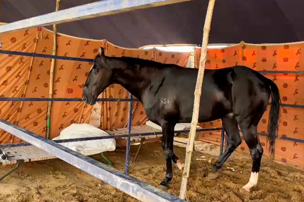 ಬೆಂಗಳೂರು: ಟರ್ಫ್ ಕ್ಲಬ್ ಕುದುರೆಗಳಿಗೆ ಗ್ಲಾಂಡರ್ಸ್ ರೋಗ