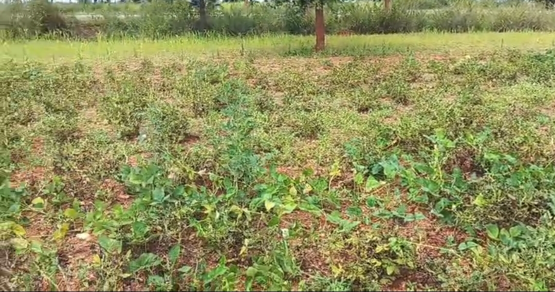 ಶಿರಾ ತಾಲ್ಲೂಕಿನ ಮದ್ದೇವಳ್ಳಿ ಗ್ರಾಮದಲ್ಲಿ ಎಲೆ ಚುಕ್ಕೆ ರೋಗದಿಂದ ಗಿಡಗಳು ಒಣಗಿರುವುದು.