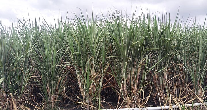 ಟನ್‌ ಕಬ್ಬಿಗೆ ₹100 ಹೆಚ್ಚುವರಿ ದರ: ಆದೇಶಕ್ಕೆ ತಿದ್ದುಪಡಿ ಮಾಡಲು ಮನವಿ