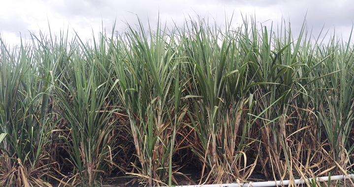 ಇಂಡಿ ತಾಲ್ಲೂಕಿನ ಹೊಲದಲ್ಲಿ ಬೆಳೆದು ನಿಂತ ಕಬ್ಬು 