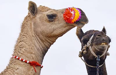ಪುಷ್ಕರ್‌ ಮೇಳಕ್ಕೆ ಒಂಟೆ ಮೇಳ ಎಂದೂ ಕರೆಯುತ್ತಾರೆ