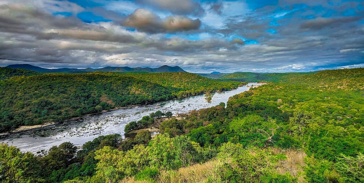 ಅರಣ್ಯ ಒತ್ತುವರಿ ಮತ್ತು ನಾಶ: 31 ಜಿಲ್ಲೆಗಳ ಅರಣ್ಯಾಧಿಕಾರಿಗಳ ವಿರುದ್ಧ ದೂರು