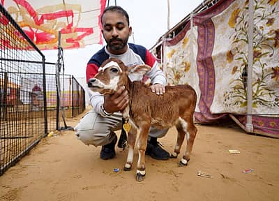 ಜಾನುವಾರ ಮೇಳದಲ್ಲಿ ಆಕರ್ಷಿಸಲಿರುವ 16 ಇಂಚು ಎತ್ತರದ ಹಸು