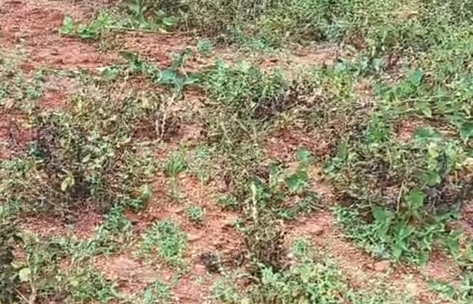 ಶಿರಾ | ಅಸಮರ್ಪಕ ಮಳೆ: ಶೇಂಗಾ ಇಳುವರಿ ಕುಸಿತ
