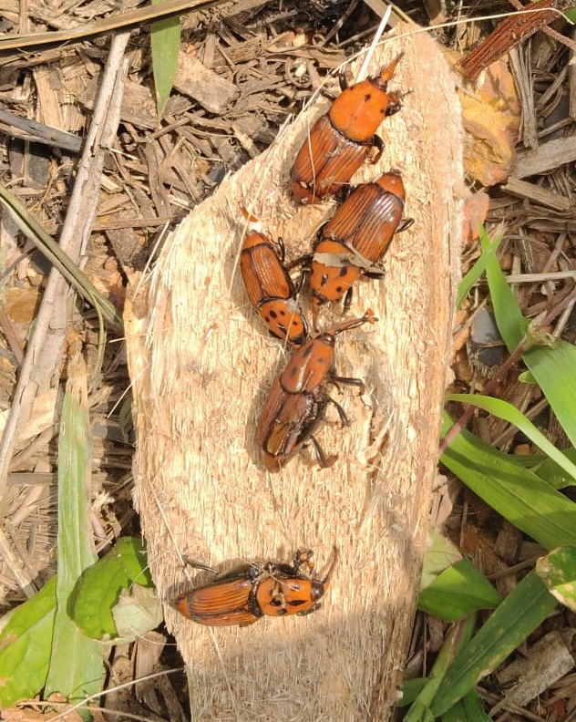 ಕೆಂಪುಮೂತಿ ಹುಳ