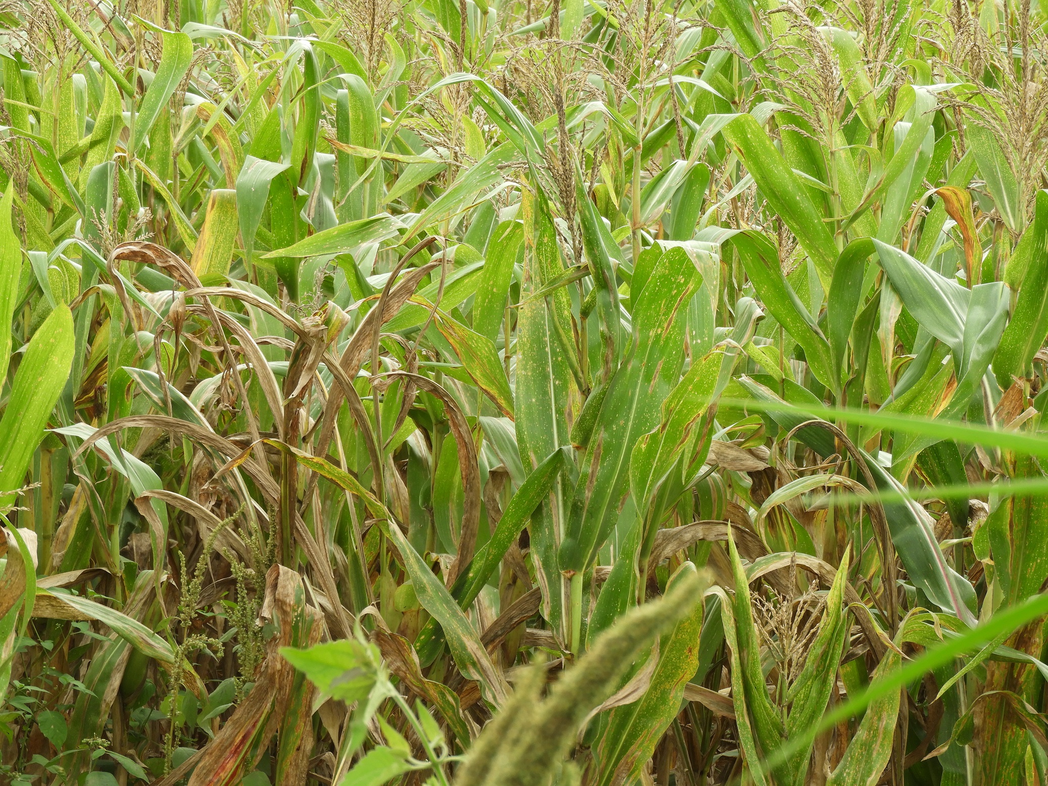 ಕಟಾವಿಗೆ ಬಂದ ಮೆಕ್ಕೇ ಜೋಳ  