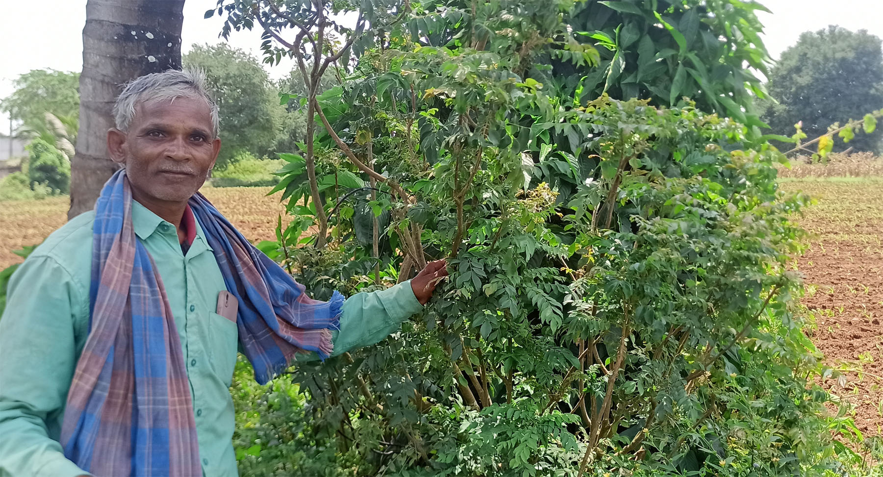 ರೈತ ಸುರೇಶ ಎಂ. ಕುಪ್ಪೇಲೂರು ಜಾನುವಾರುಗಳಿಗೆ ಬೆಳೆದ ಕರಿಬೇವು ಬೆಳೆ
