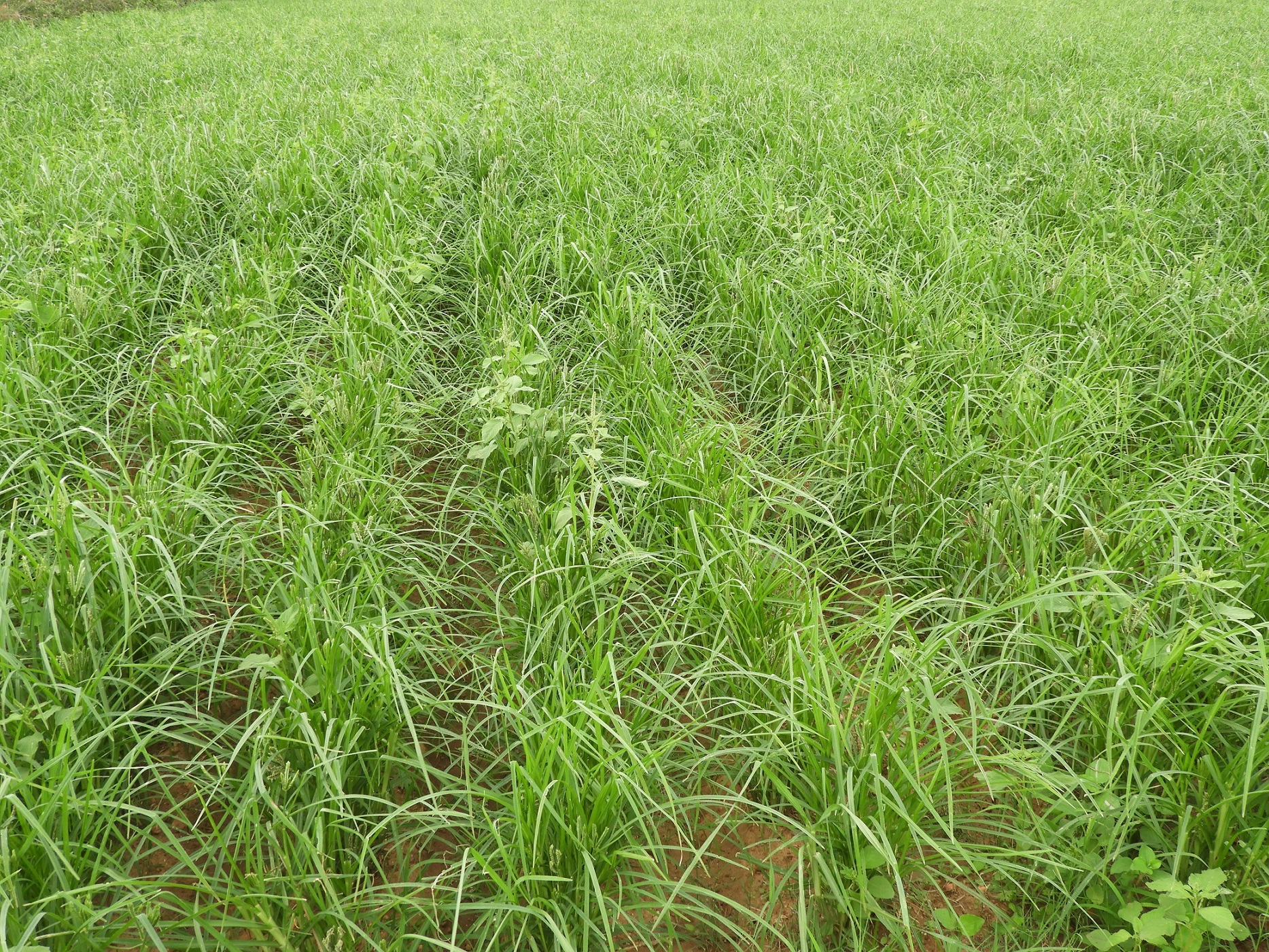 ಶ್ರವಣಬೆಳಗೊಳ ಹೋಬಳಿಯ ದಮ್ಮನಿಂಗಲ ಗ್ರಾಮ ಪಂಚಾಯಿತಿ ವ್ಯಾಪ್ತಿಯ ಕೊತ್ತನಘಟ್ಟ ರೈತರಾದ ನಂಜೇಗೌಡರ ಜಮೀನಿನಲ್ಲಿ ತಡವಾಗಿ ಬಿತ್ತನೆ ಮಾಡಿರುವ ರಾಗಿ ಪ್ರದೇಶ ಹೂವಿನಿಂದ ತೆನೆ ಕಟ್ಟಿರುವುದು