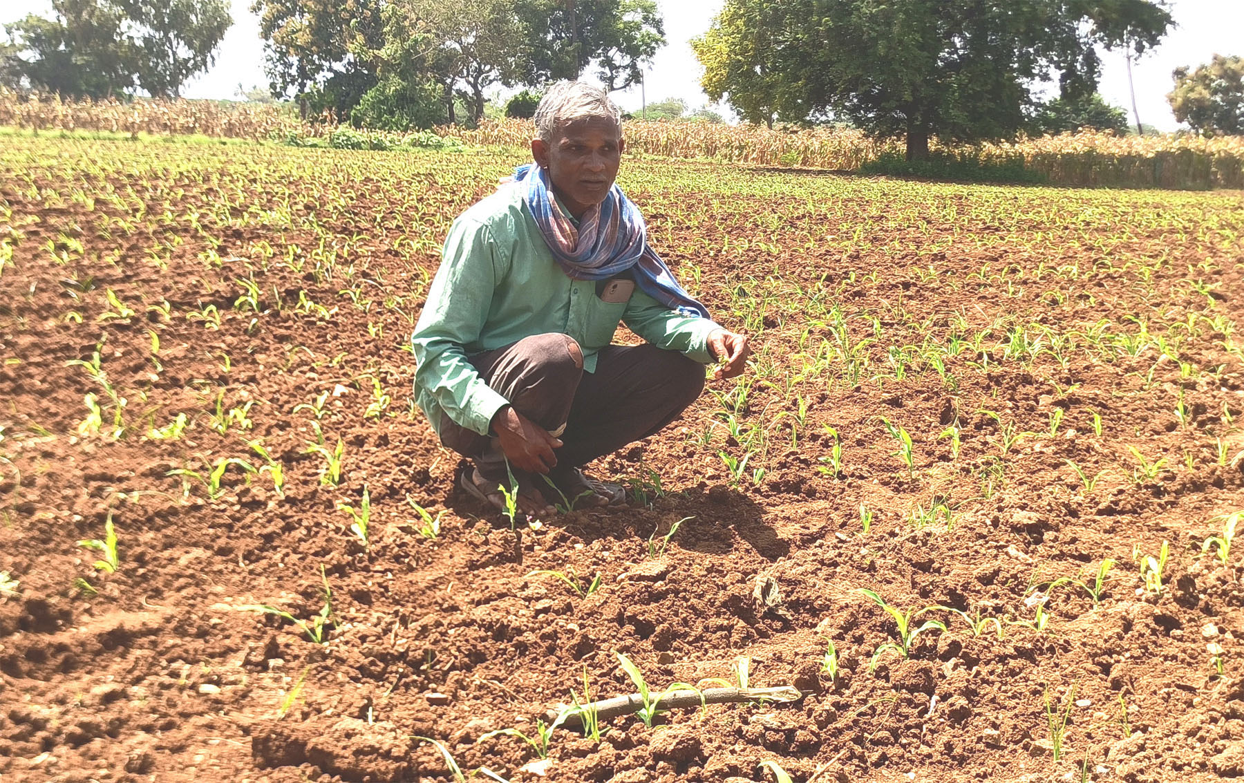ರಾಣೆಬೆನ್ನೂರು ತಾಲ್ಲೂಕಿನ ಆಲದಕಟ್ಟಿ ಗ್ರಾಮದ ರೈತ ಸುರೇಶ ಎಂ. ಕುಪ್ಪೇಲೂರು ತಮ್ಮ ಜಮೀನಿನಲ್ಲಿ ಬೆಳೆದ ಸಾವಯವಕ ಸ್ವೀಟ್‌ ಕಾರ್ನ್‌