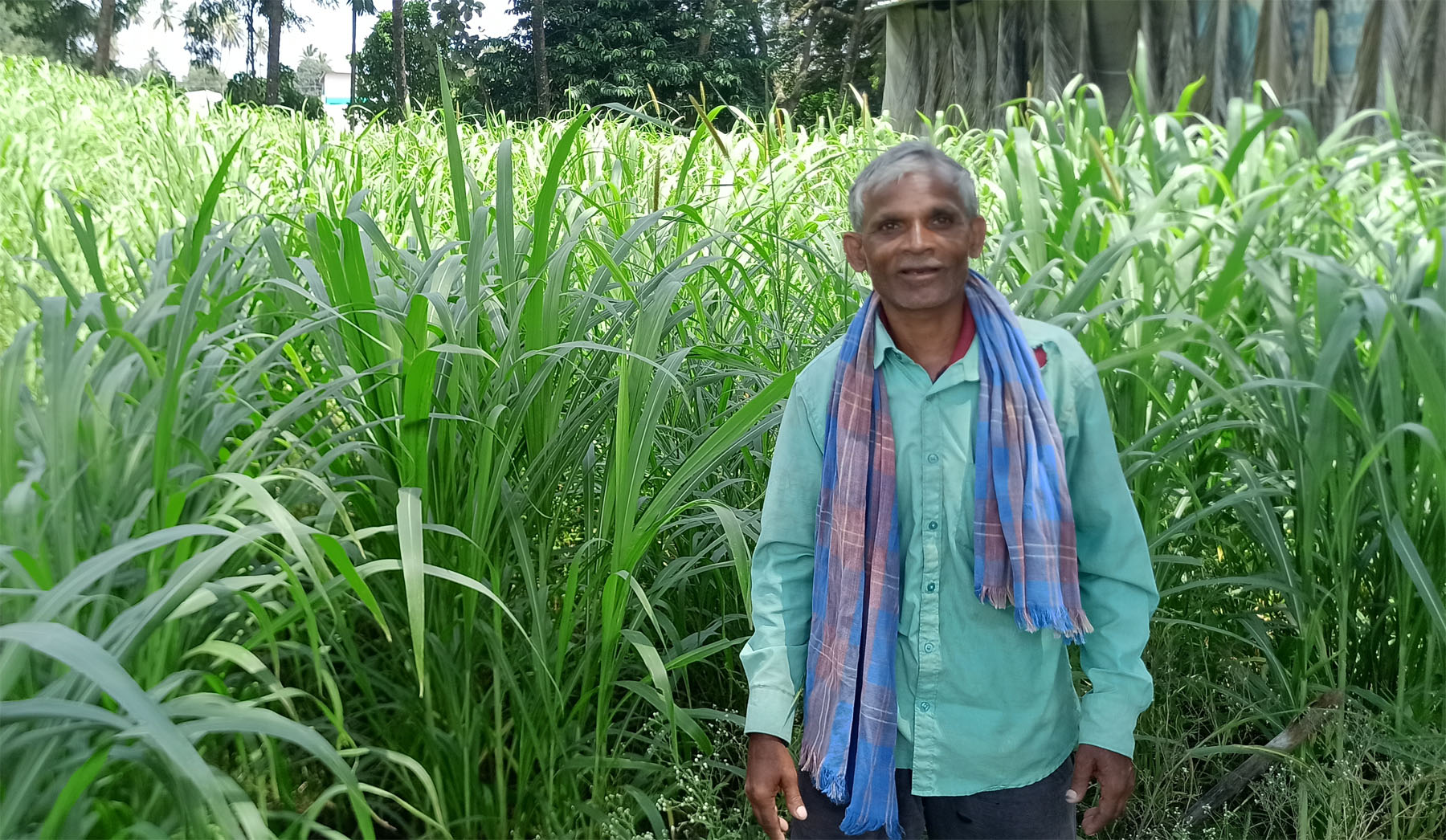 ರೈತ ಸುರೇಶ ಎಂ. ಕುಪ್ಪೇಲೂರು ಜಾನುವಾರುಗಳಿಗೆ ಬೆಳೆದ ಹಸಿ ಹುಲ್ಲು.