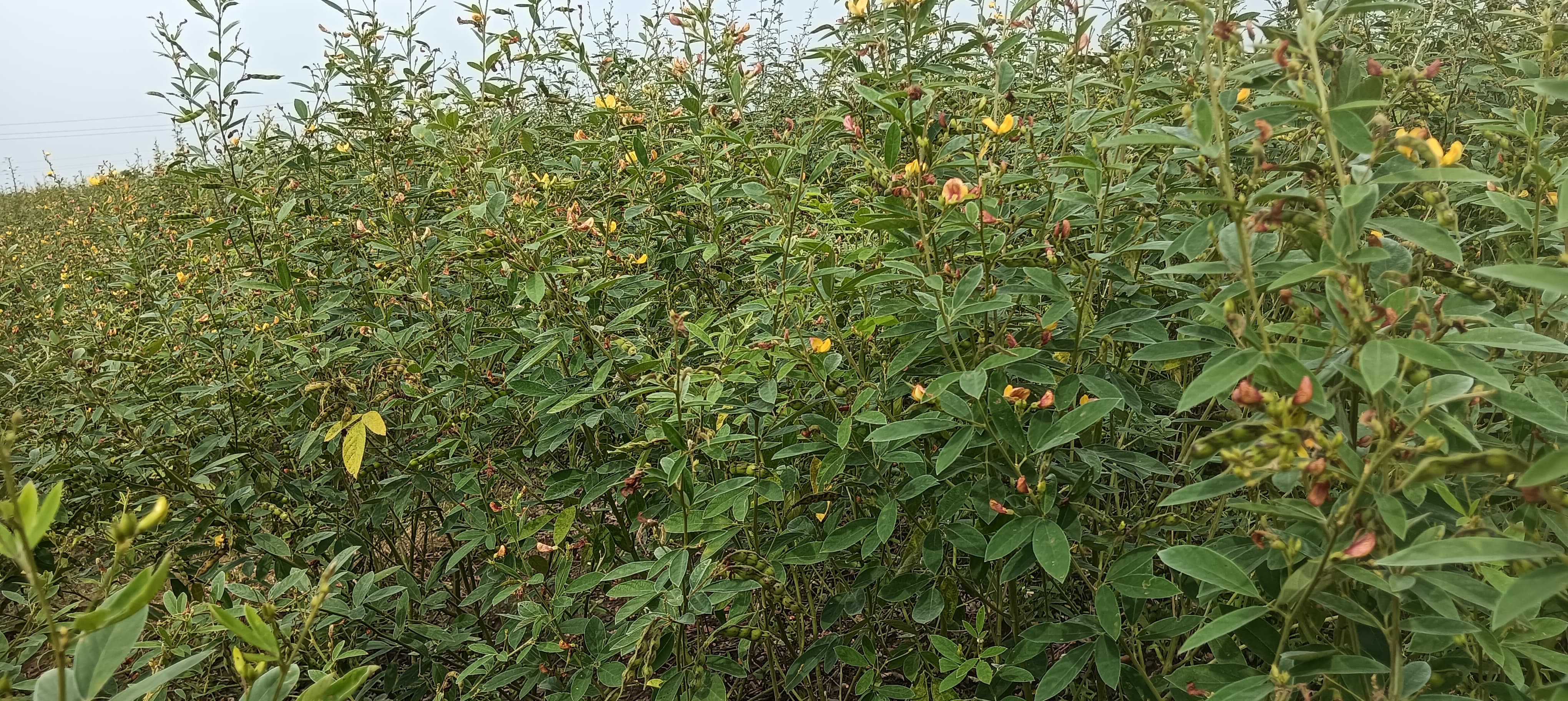 ತೊಗರಿ ಬೆಳೆಗೆ ರೋಗ ಅಂಟಿರುವುದು