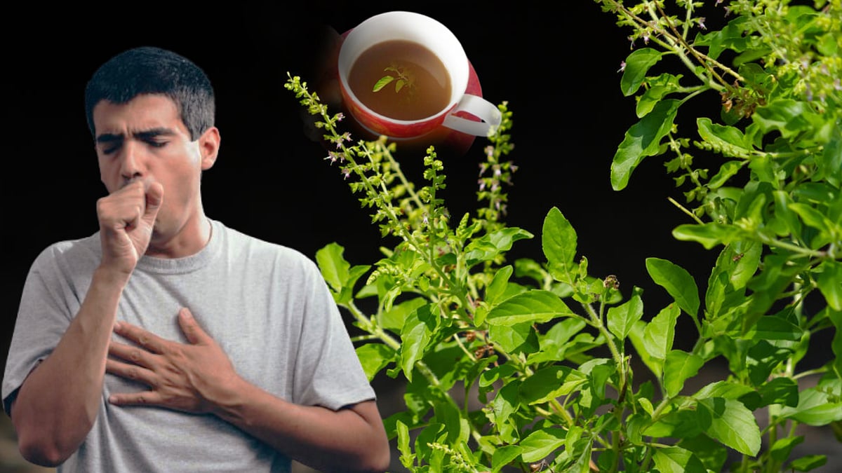 ಮನೆಯಲ್ಲಿ ಇರಬೇಕಾದ ಔಷಧಿ ಸಸ್ಯ–ತುಳಸಿ: ಹಲವು ಕಾಯಿಲೆಗಳ ನಿವಾರಣೆಗೆ ಇದು ಸಹಕಾರಿ