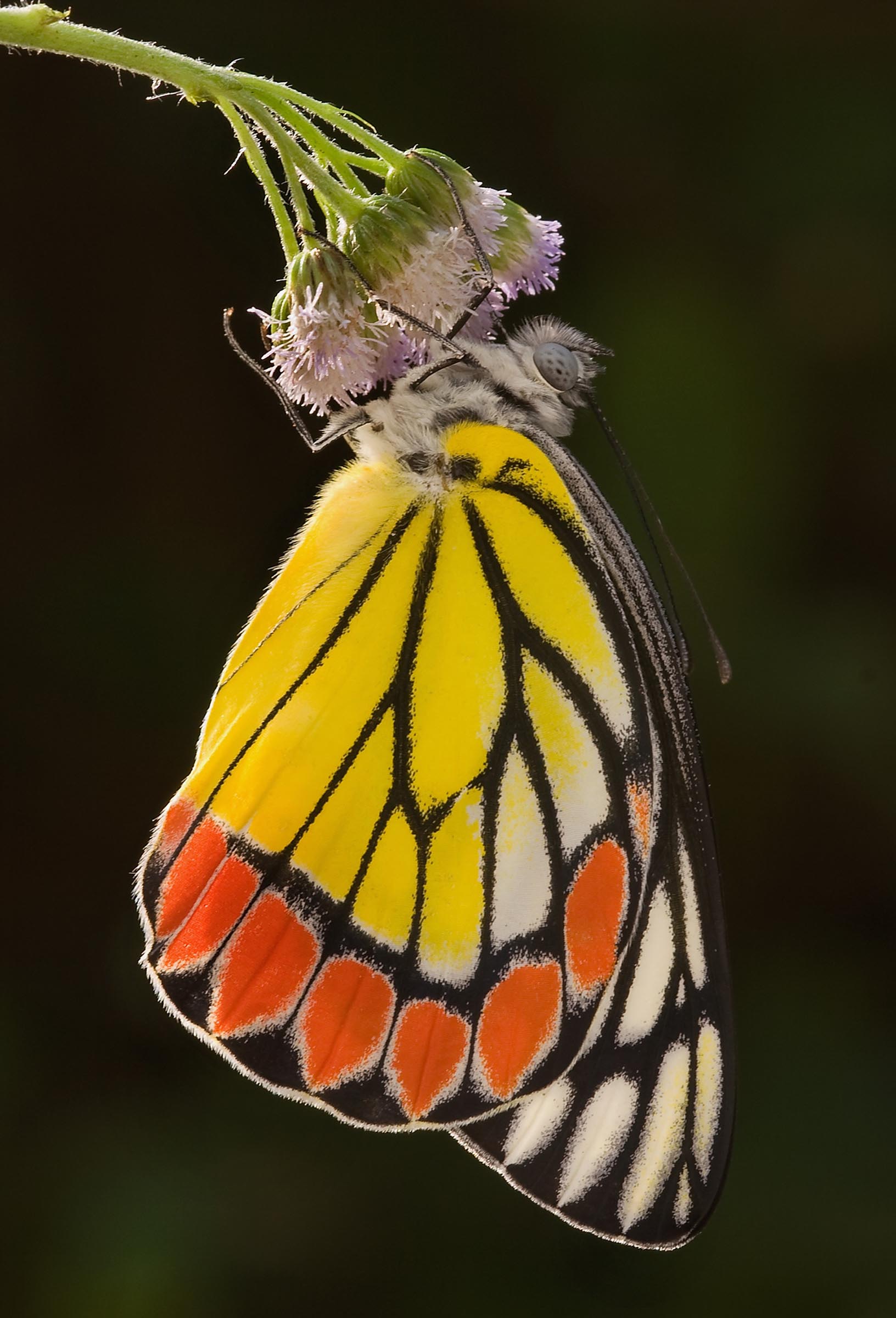 ಜೆಜಿಬಲ್ ಚಿಟ್ಟೆ