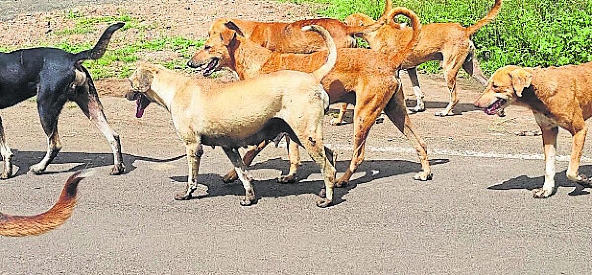 ಮೂಡಲಗಿ | ಬೀದಿ ನಾಯಿಗಳ ಹಾವಳಿ, ಜನರಲ್ಲಿ ಮನೆಮಾಡಿದ ಆತಂಕ; ಕ್ರಮಕ್ಕೆ ಆಗ್ರಹ