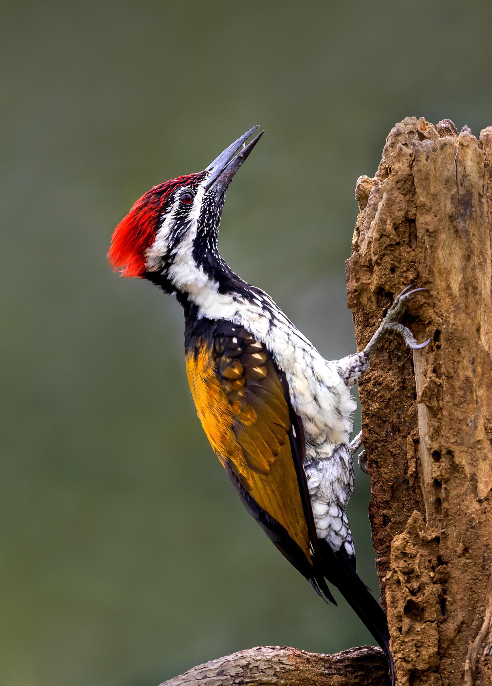 ಮರಕುಟಿಗ ಹಕ್ಕಿ