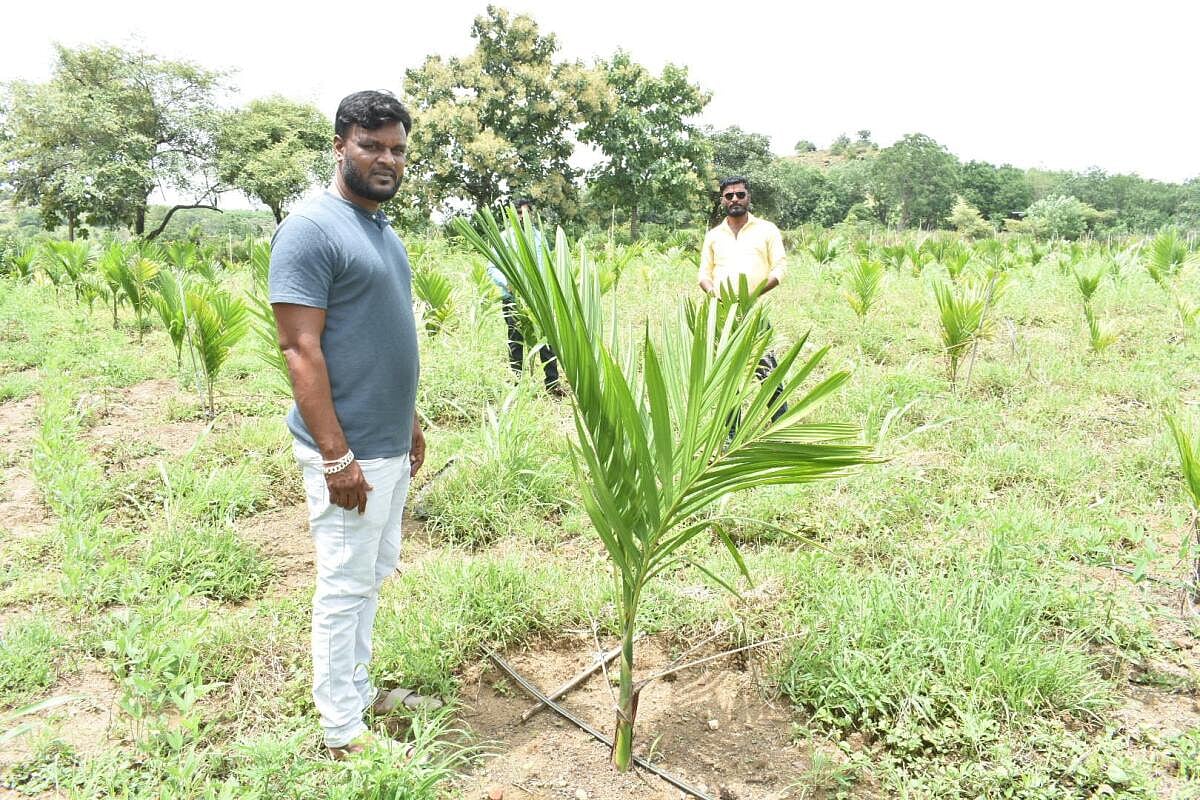 ಚಿಂಚೋಳಿ: ಬಿಸಿಲ ನಾಡಲ್ಲಿ ಅಡಿಕೆ ಬೇಸಾಯ