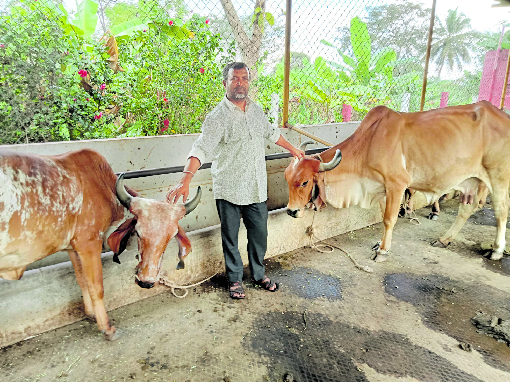 ರಾಸುಗಳೊಂದಿಗೆ ವೆಂಕಟೇಶ್‌