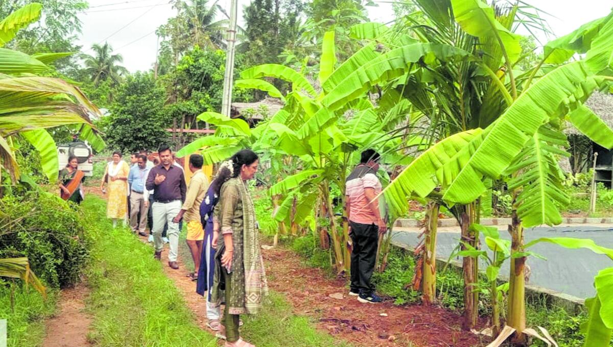 ವೆಂಕಟೇಶ್ ಜಮೀನಿಗೆ ಭೇಟಿ ನೀಡಿದ ಕೃಷಿ ಆಸಕ್ತರು 