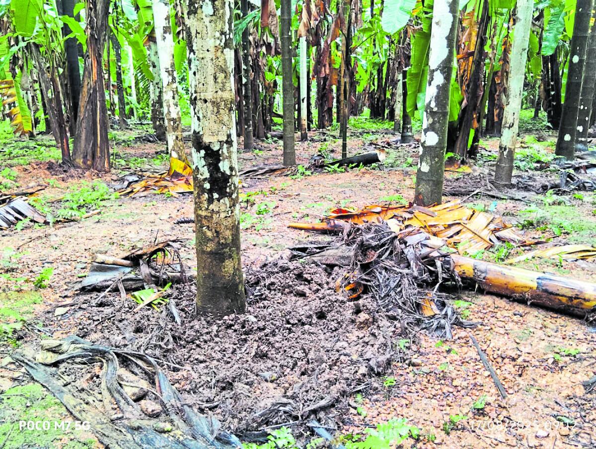 ಅಡಿಕೆ ಮರದ ಬುಡವನ್ನು ಹಂದಿಗಳು ಬಗೆದಿಟ್ಟಿವೆ