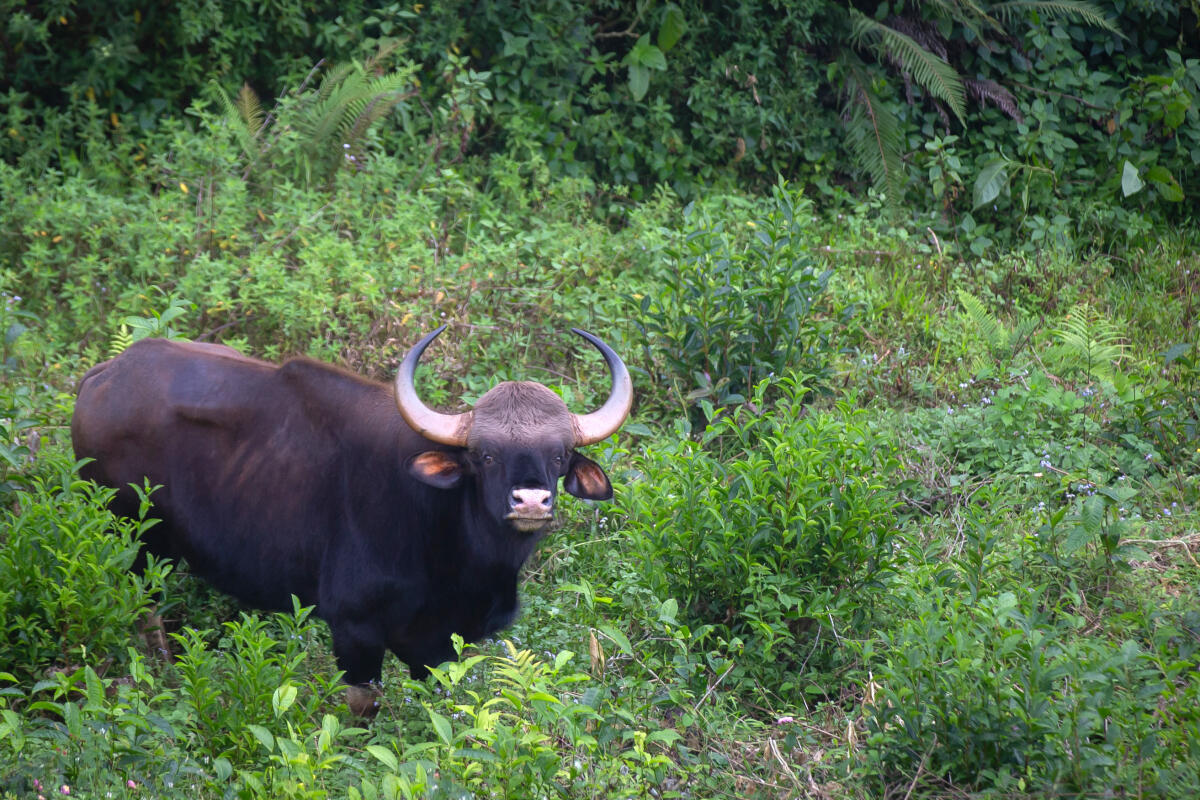 ತೋಟದೊಳಗೆ ಕಾಡುಕೋಣಗಳ ಓಡಾಟ