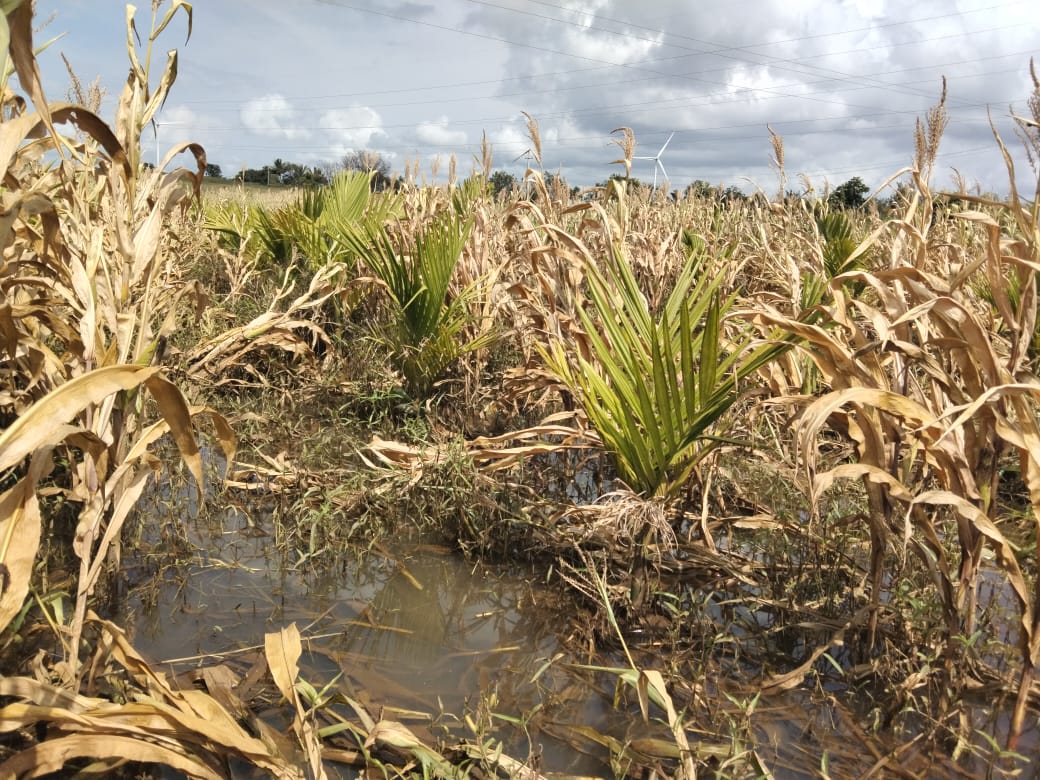 ಜಗಳೂರು ತಾಲ್ಲೂಕಿನ ಐನಹಳ್ಳಿ ಕೊಡದಗುಡ್ಡ ಪ್ರದೇಶದಲ್ಲಿ ಹೆಚ್ಚಿನ ಮಳೆಯಿಂದ ಮೆಕ್ಕೆಜೋಳ ಬೆಳೆಯಲ್ಲಿ ನಿಂತಿದ್ದ ನೀರು (ಸಂಗ್ರಹ ಚಿತ್ರ)