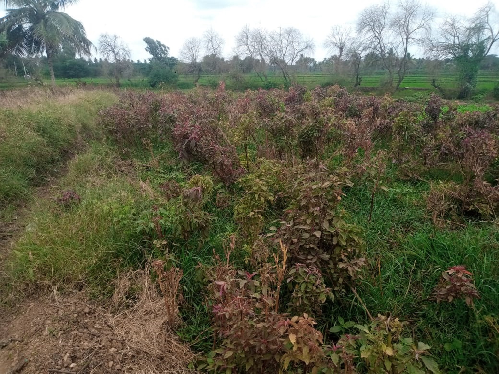 ಹರಿಹರ ತಾಲ್ಲೂಕಿನ ಉಕ್ಕಡಗಾತ್ರಿಯಲ್ಲಿ ರೈತರೊಬ್ಬರು ಬೆಳೆದಿದ್ದ ತರಕಾರಿ ಬೆಳೆಯು ಮಳೆ ನೀರಿನಿಂದ ಹಾಳಾಗಿ ಜಮೀನಿನಲ್ಲಿ ಹುಲ್ಲು ಬೆಳೆದಿರುವುದು (ಸಂಗ್ರಹ)