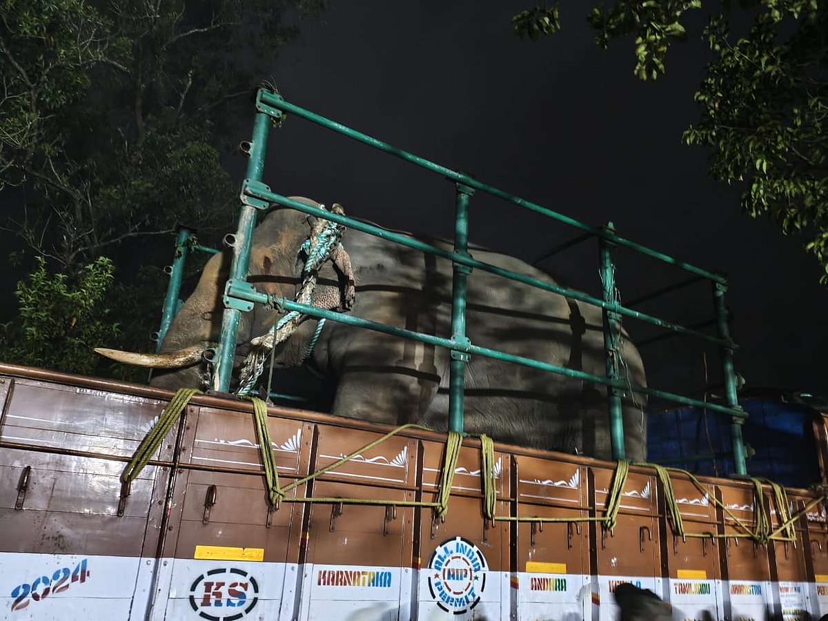 ಶೃಂಗೇರಿ ಬಳಿ ಇಬ್ಬರನ್ನು ಕೊಂದಿದ್ದ ಆನೆ ಸೆರೆ