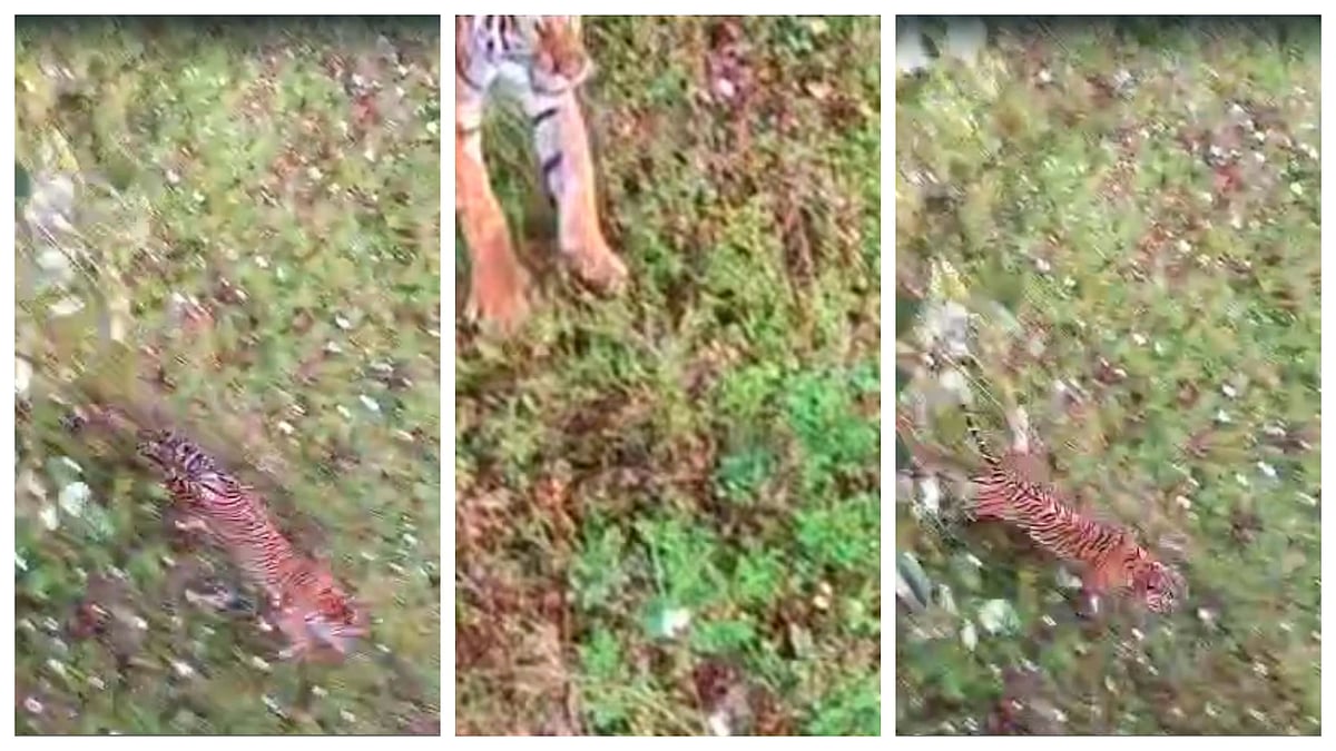 ಮಾನವ–ಪ್ರಾಣಿ ಸಂಘರ್ಷ: ಚಾಮರಾಜನಗರ ಮೈಸೂರು ಜಿಲ್ಲೆಯಲ್ಲಿ ಸಫಾರಿಗೆ ನಿರ್ಬಂಧ?