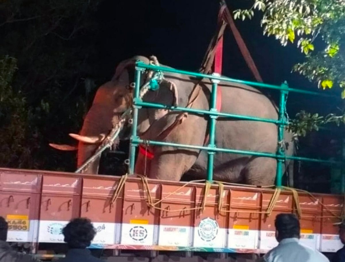  ಶೃಂಗೇರಿ: ಇಬ್ಬರ ಕೊಂದ ಒಂಟಿ ಸಲಗ ಸೆರೆ 