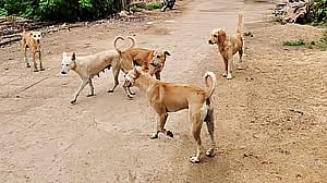 ಬೀದಿ ನಾಯಿ ಹಾವಳಿ ಪ್ರಕರಣ: ನ.7ಕ್ಕೆ ಸುಪ್ರೀಂ ಕೋರ್ಟ್‌ ತೀರ್ಪು