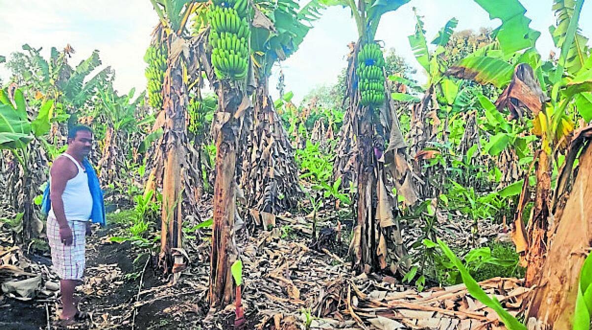 ದರ ಕುಸಿತ ಕಂಡ ಬಾಳೆಕಾಯಿ: ಆತಂಕದಲ್ಲಿ ಬೆಳೆಗಾರರು