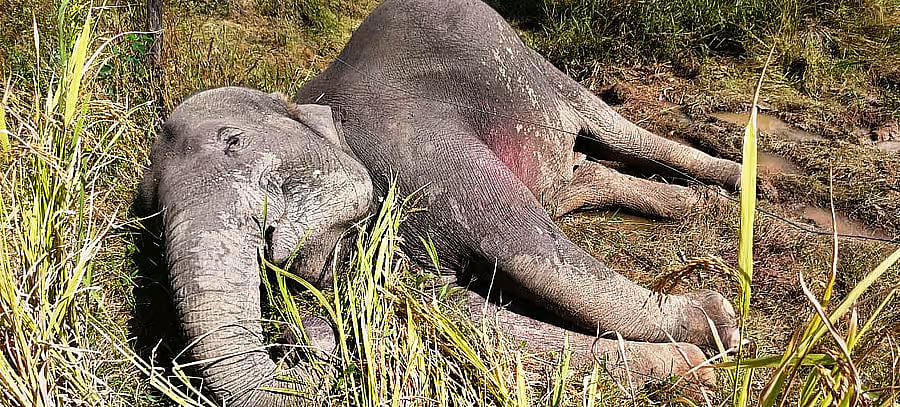 ವಿದ್ಯುತ್ ಸ್ಪರ್ಶದಿಂದ ಎರಡು ಆನೆ ಸಾವು:ತನಿಖೆಗೆ ಅರಣ್ಯ ಸಚಿವ ಈಶ್ವರ ಖಂಡ್ರೆ ಆದೇಶ