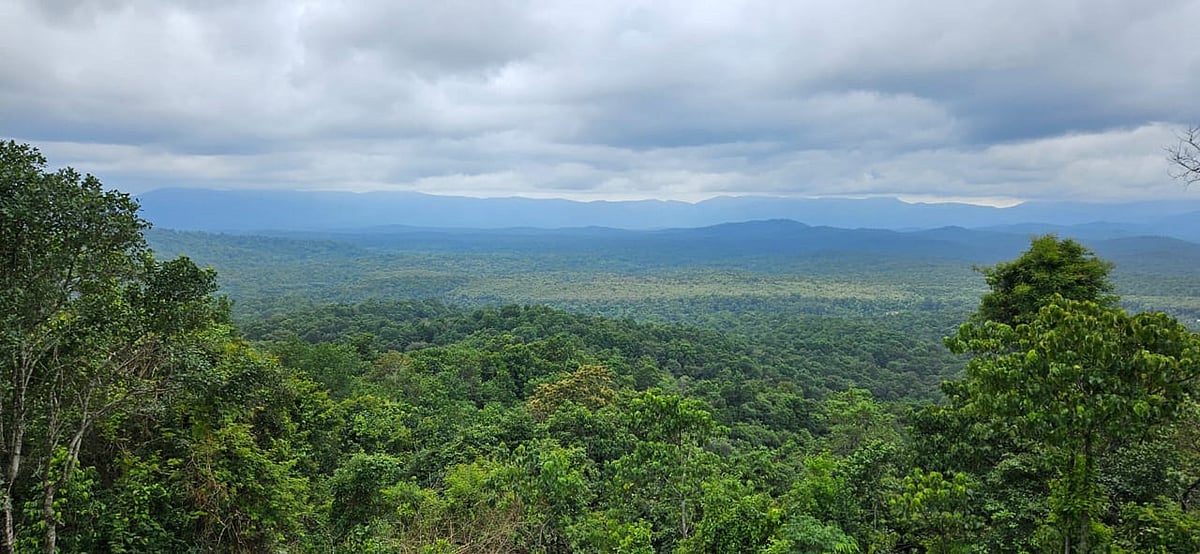 ಚಿಕ್ಕಮಗಳೂರು: ಅಧಿಸೂಚಿತ ಅರಣ್ಯದಲ್ಲಿ ಜಾಗ ಮಂಜೂರು; ಪತ್ತೆ ಕಾರ್ಯ ಆರಂಭ