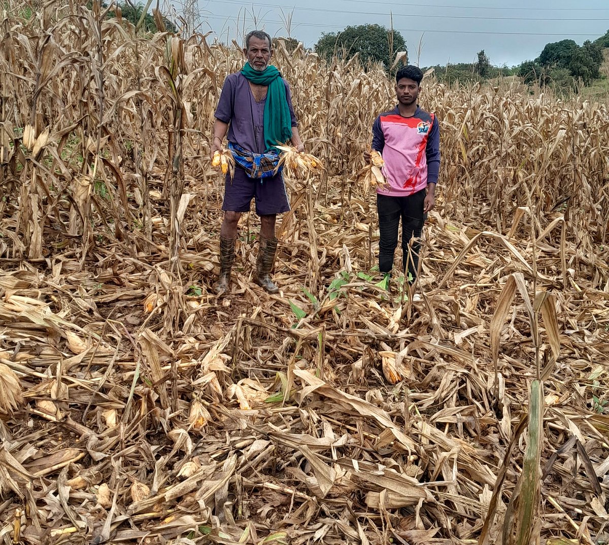 ಕಲಘಟಗಿ | ಪ್ರಾಣಿ–ಮಾನವ ಸಂಘರ್ಷ: ಲಭಿಸದ ಪರಿಹಾರ