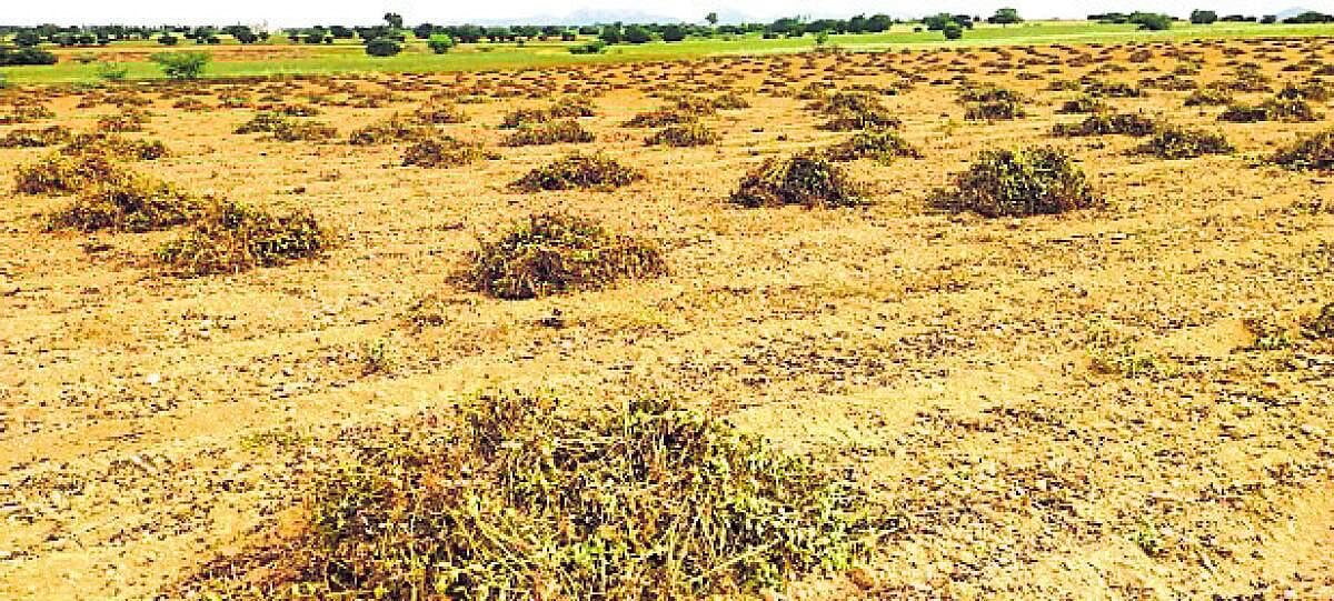 ಮೊಳಕಾಲ್ಮುರು | ಶೇಂಗಾಕ್ಕೆ ಸಿಗದ ಮಧ್ಯಂತರ ಪರಿಹಾರ