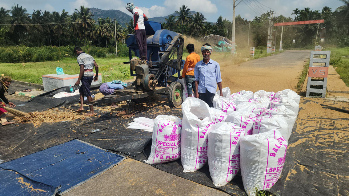 ರಾಗಿ ತೆನೆ ಸಂಸ್ಕರಣೆ 