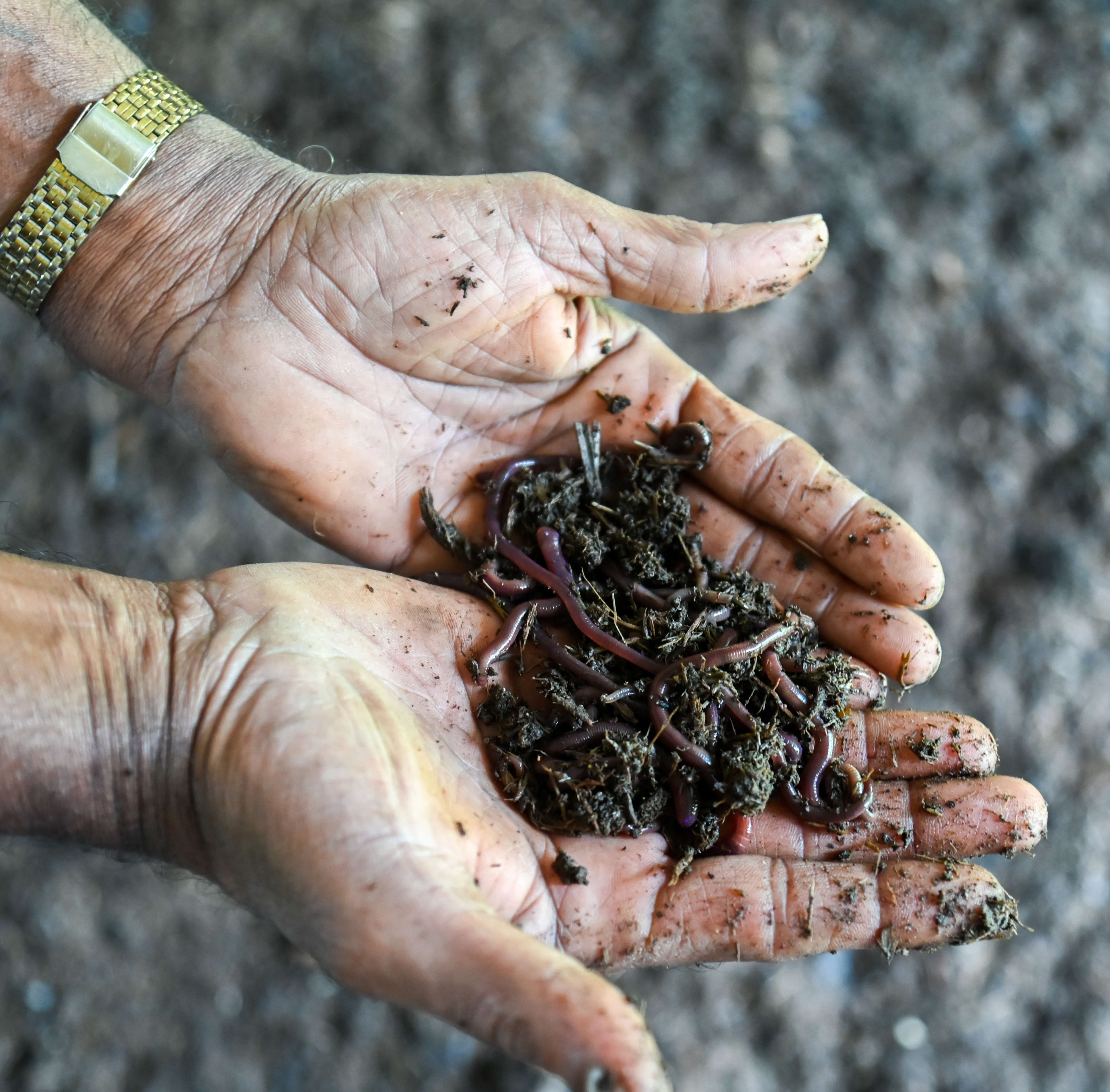 ಎರೆಹುಳು ಗೊಬ್ಬರ