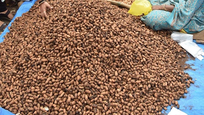 ಮಲ್ಲೇಶ್ವರ: ನ.8ರಿಂದ ಕಾಡುಮಲ್ಲೇಶ್ವರ ದೇವಸ್ಥಾನದ ಆವರಣದಲ್ಲಿ ಕಡಲೆಕಾಯಿ ಪರಿಷೆ